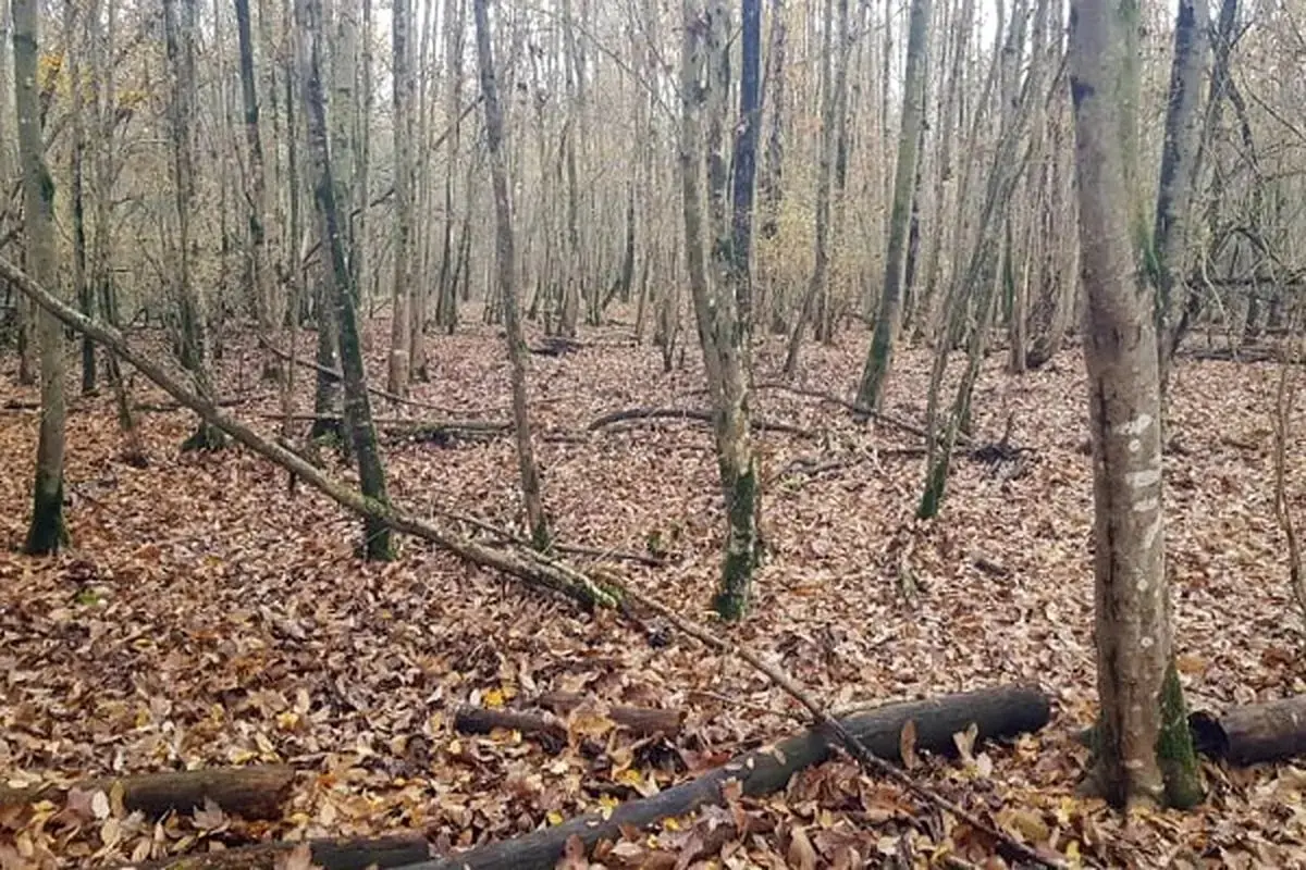 درختان شکسته و افتاده