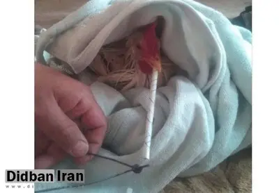 واکنش مرغداران گوشتی به ادعای مرغ تریاکی