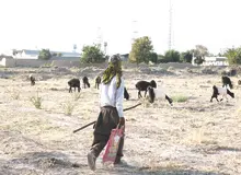 چوپانی به شرط اعتیاد