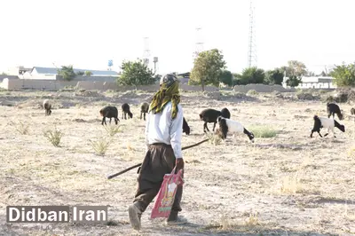 چوپانی به شرط اعتیاد