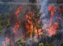 تورهای مسافرتی باعث آتش‌سوزی جنگل‌های الیت شدند؟