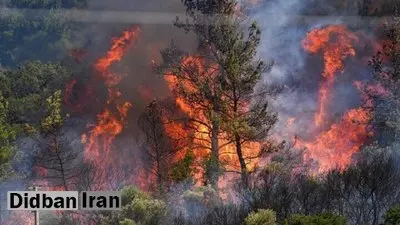 تورهای مسافرتی باعث آتش‌سوزی جنگل‌های الیت شدند؟