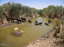  ۴ درصد هورالعظیم در ۵ روز گذشته خشک  شد