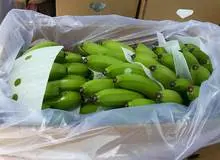 نامه گمرک به وزارت کشاورزی: تکلیف ۳هزار تن موز دپو شده را چرا مشخص نمی کنید؟