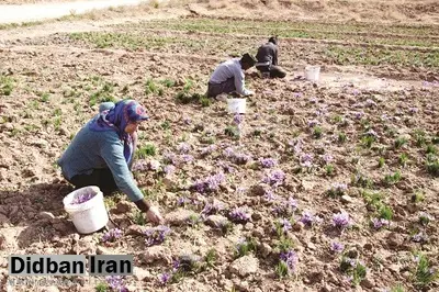 عقبگرد غول پسته، زعفران و خرما