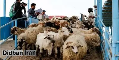 هجوم تب برفکی به دامداریها/ چه تعداد دام تلف شد؟/ شیوع بیماری تحت کنترل است؟