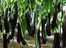 قیمت بادمجان هم نجومی شد