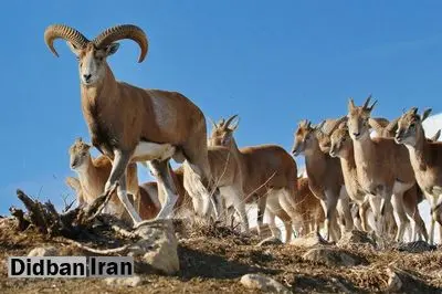 بقایای تجزیه‌ شده ۶ رأس کل وحشی در ارتفاعات مازندران کشف شد