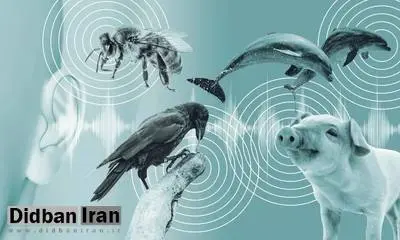 هوش مصنوعی میخواهد آرزوی گفتوگو با حیوانات را ممکن کند