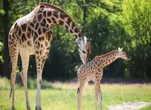 محیط زیست: ۲ زرافه در باغ وحش صفادشت تلف شدند