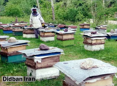 حق تقدم زنبورداری با بومیهاست!/ کوچ زنبورها و زنبورداران به مناطق پرگل و گیاه مجوز میخواهد