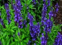 خواص معجزه‌آسای این گیاه برای تقویت حافظه