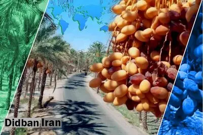  تهاتر خرما با برنج پاکستان!/ خرمای ایرانی به برند  پاکستان به بازارهای جهانی عرضه می شود