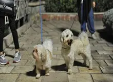 سگ گردانی در لواسانات تهران ممنوع شد