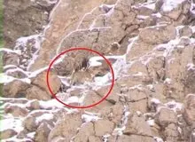 مشاهده یک قلاده پلنگ ایرانی در نزدیکی تهران+ عکس