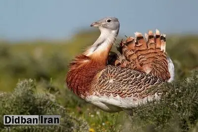 تنها ۲۴ قطعه میش‌مرغ، پرنده افسانه‌ای در ایران باقی مانده است