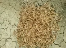 مرگ‌ومیر دسته‌جمعی و مشکوک "میگوها" در مزارع پرورشی چابهار