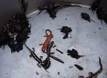 محیط زیست: خرید و فروش لاک پشت، مار آبی و سمندر جرم است