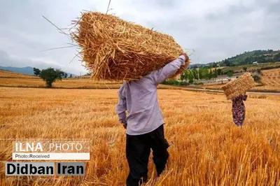 ماجرای دریافت مالیات از کشاورزان به کجا ختم می شود؟