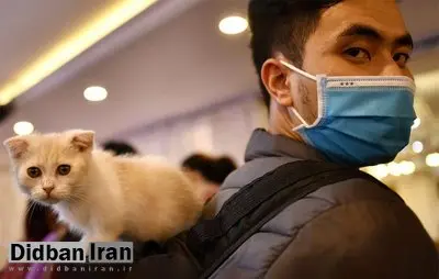 خانه‌نشینی، تمایل مردم به نگهداری حیوانات خانگی را بیشتر کرده است