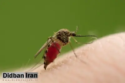 راز خوفناک پشه‌ها فاش شد / فروپاشی یک باور قدیمی