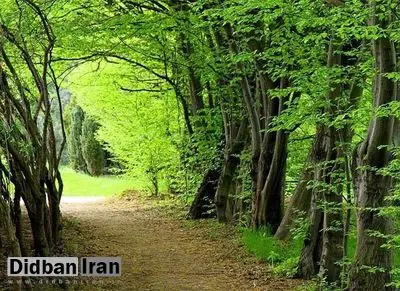 سازمان جنگلها: حکم قطعی بازگشت جنگلهای آق مشهد ساری به بیت المال ابلاغ شد