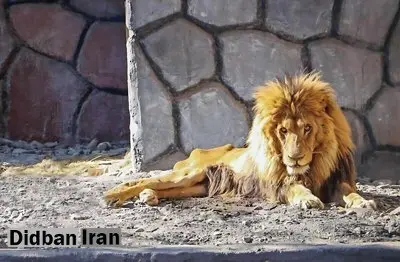 واکنش سلاجقه به سوالی درباره وضعیت شیر باغ وحش مشهد: هر جنبندهای عمر مفید دارد؛ در یک سنی مرگش فرا میرسد