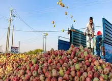 موسسه‌ی تحقیقات آب: امسال، برای تولیدِ یک میلیون تن سیب در آذربایجان غربی، معادل یک‌سوم حجم فعلی دریاچه ارومیه آب مصرف شده است
