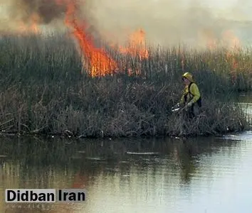 آتشسوزی در نیزارهای تالاب شادگان بر اثر صید غیرمجاز با شوکر برقی
