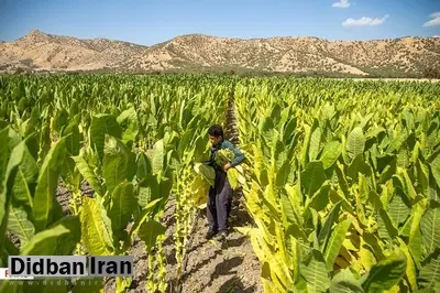 برداشت توتون در مریوان/ مجموعه تصاویـــــر
