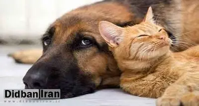 زنی چینی تمام ثروت خود را برای سگ و گربههایش به ارث گذاشت