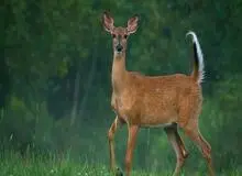 ۲۰ گوزن دم‌سفید در آمریکا به اومیکرون مبتلا شدند