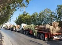 صادرات نخل‌های مناطق جنوبی ایران به کشورهای عربی به‌دلیل خشکسالی+FILM