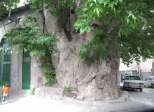 قربانی شدن درختان کهنسال تهران بر اثر تعلل شهرداری در اجرای مصوبه شورا/ پیرهادی: شهرداری هنوز فهرست درختان ارزشمند را تکمیل نکرده است/ شهرداری باید درختان کهنسال را به‌عنوان میراث تاریخ طبیعی تهران ثبت کند/ شهر بدون درختان ارزشمند، میراثش را از دست می‌دهد