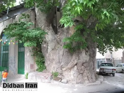 قربانی شدن درختان کهنسال تهران بر اثر تعلل شهرداری در اجرای مصوبه شورا/ پیرهادی: شهرداری هنوز فهرست درختان ارزشمند را تکمیل نکرده است/ شهرداری باید درختان کهنسال را به‌عنوان میراث تاریخ طبیعی تهران ثبت کند/ شهر بدون درختان ارزشمند، میراثش را از دست می‌دهد