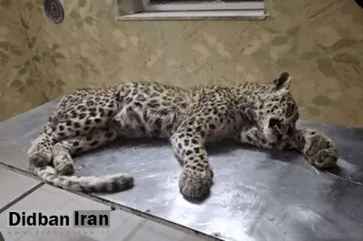 تلفشدن پلنگ جوان در مشهد