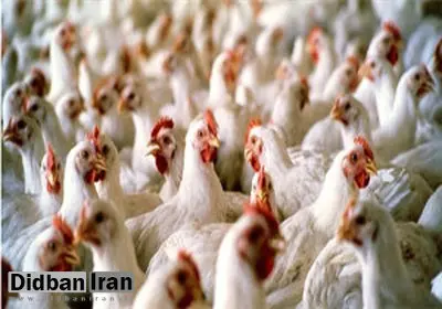 قیمت مرغ در میدان بهمن اعلام شد