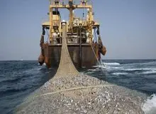 رییس فراکسیون محیط زیست مجلس: مجوز صید ترال نمونه‌ کوچکی از شبکه‌ فساد در سازمان شیلات است