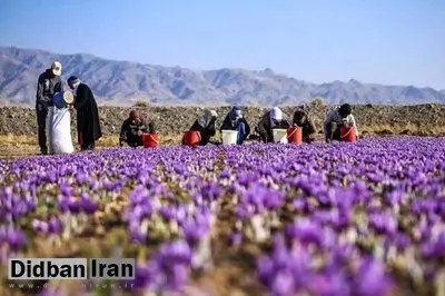 تقلب بزرگ افغان‌ها در طلای سرخ ایرانی/ افغانستان زعفران ایرانی را به نام خودش صادر می‌کند