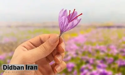 کاهش ۴۷ درصدی صادرات زعفران طی ۶ ماه ابتدای سال جاری
