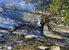 جنگل‌های بلوط باغملک در میان شعله‌های آتش / منابع طبیعی: وزش باد و وقوع آتش‌سوزی در مناطق سخت‌گذر کار مهار این آتش‌سوزی را سخت کرده‌