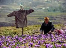 پیشنهاد تشکیل بورس جهانی زعفران در ایران
