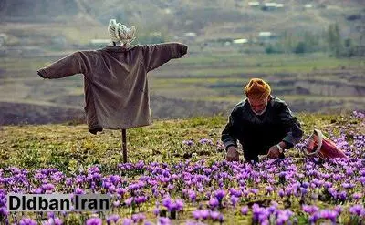 پیشنهاد تشکیل بورس جهانی زعفران در ایران