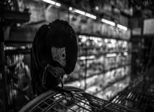 باند قاچاق بین المللی پرندگان در مشهد منهدم شد