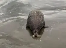 هشدار محیط زیست گیلان: به لاشه فوک‌ها دست نزنید