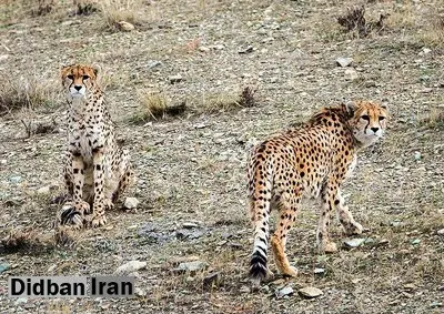 تنها ۲۰ یوزپلنگ در ایران باقی مانده است