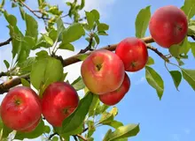 نهال سیب پربار: بهترین انتخاب برای باغداران