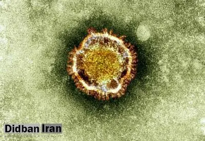 مرگ خاموش در سایه شترها؛ ویروس مرس خطرناک است؟