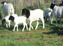 راه حل ارگان مطبوعاتی دولت برای کاهش قیمت گوشت: تحمل کنید تا گوسفندهای وارداتی از پاکستان بره بزایند، بره ها بزرگ شوند