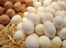 کاهش ۲۵۰۰ تومانی قیمت تخم مرغ
